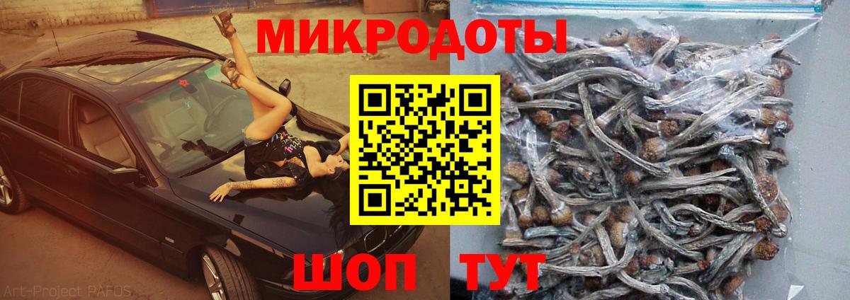 Псилоцибиновые грибы Cubensis Артём